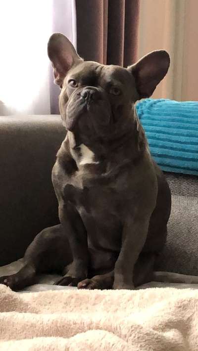 Französische Bulldoggen-Beitrag-Bild