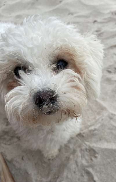 Fotosammlung: ,,Der natürliche Hund" Unbearbeitet, ungestellt und in Natura-Beitrag-Bild