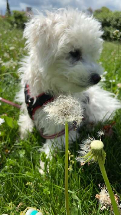 Die Dogorama Monats Challenge "Es grünt und blüht"-Beitrag-Bild