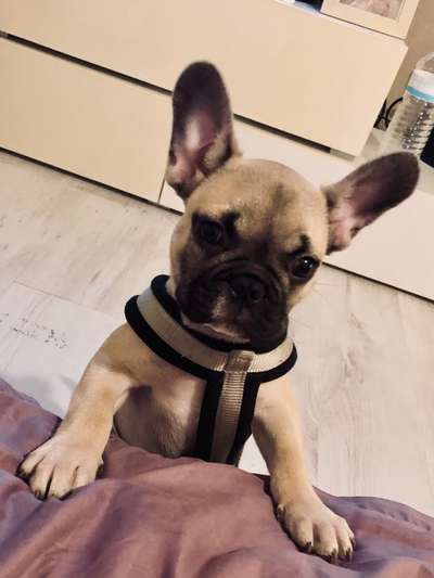 Welpen Bilder !-Beitrag-Bild