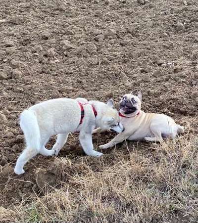 Lustigsten Grimassen von euren Hunden-Beitrag-Bild