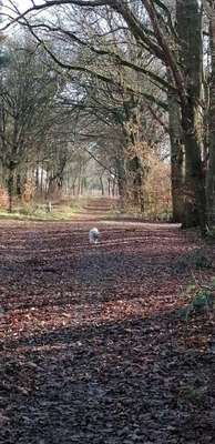 Hundeauslaufgebiet-Wittenhorst-Bild