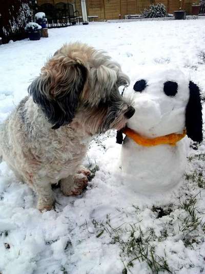 Zeige das lustigste Bild eures Hundis-Beitrag-Bild