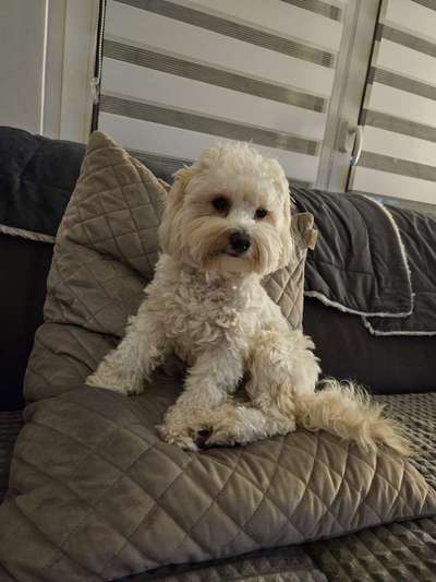 Maltipoo Freunde-Beitrag-Bild