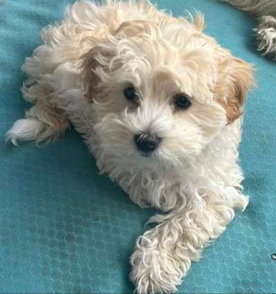 Wie kamst du zu deinem Hund?-Beitrag-Bild