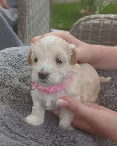 Wie kamst du zu deinem Hund?-Beitrag-Bild