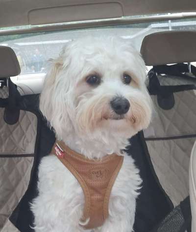 Wie kamst du zu deinem Hund?-Beitrag-Bild