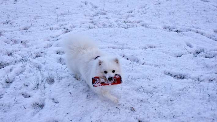 Schnee Foto-Beitrag-Bild
