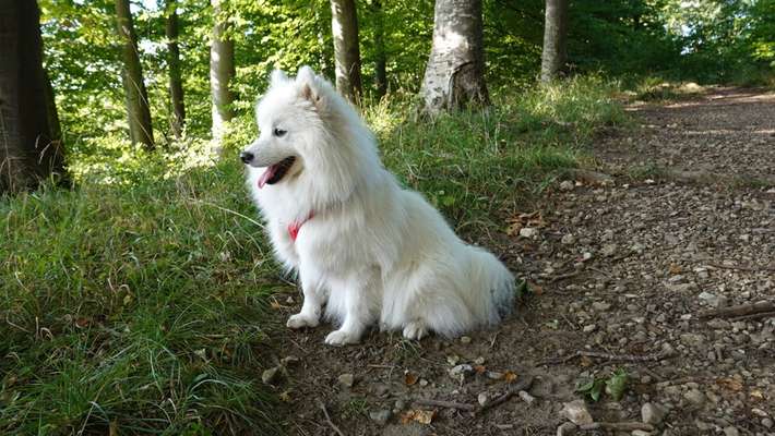 Foto -Challenge  Thema : Dein Hund Im Wald-Beitrag-Bild