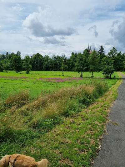 Hundeauslaufgebiet-Höllsteinpark-Bild