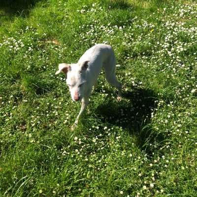 👉 Schläfern wir unsere Hunde zu schnell ein? 🤔-Beitrag-Bild