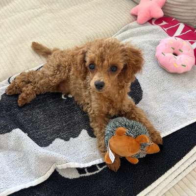Hundetreffen-Welpen-Spielrunde für kleine Hunde (Toypudel & Co.)-Bild