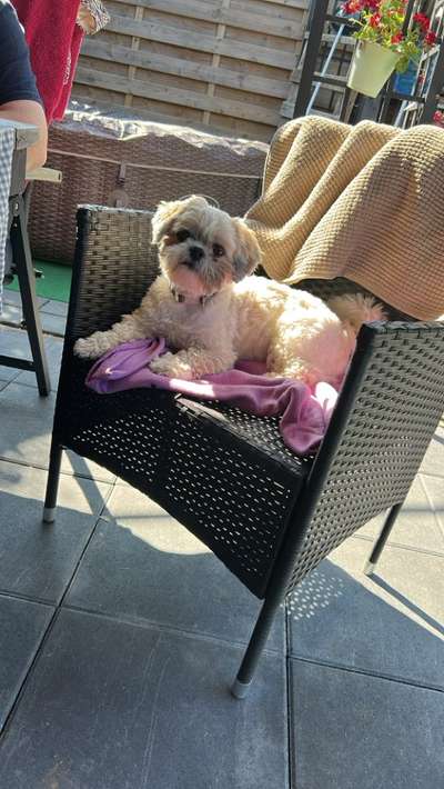 Hundetreffen-Hundewiese Setterich/Baesweiler-Bild
