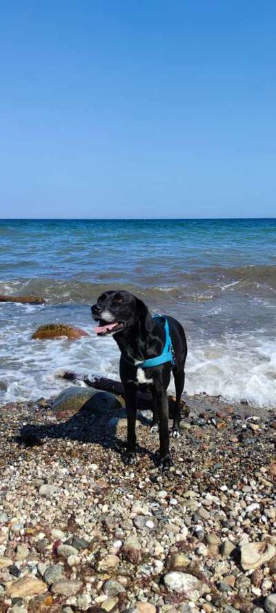 Dogorama Photo Challenge - Einmal lächeln bitte-Beitrag-Bild