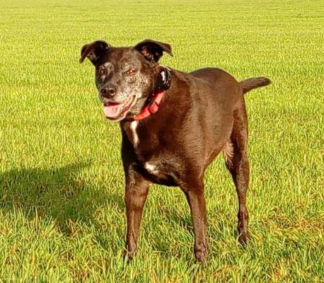 Dogorama Photo Challenge - Einmal lächeln bitte-Beitrag-Bild