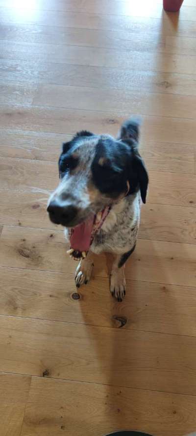 Lustigsten Grimassen von euren Hunden-Beitrag-Bild