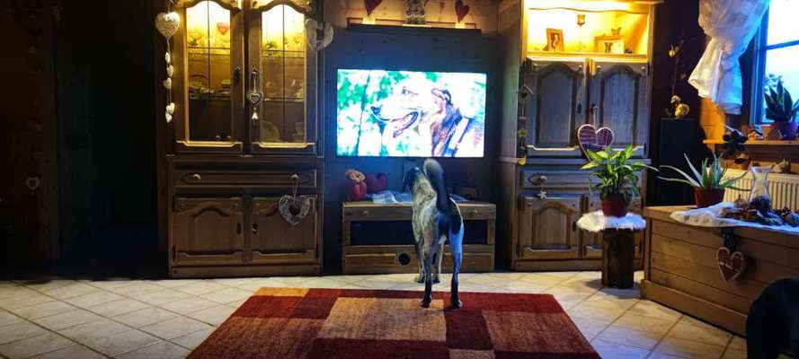 Dogorama Photo Challenge - Wir schauen fern (TV)-Beitrag-Bild