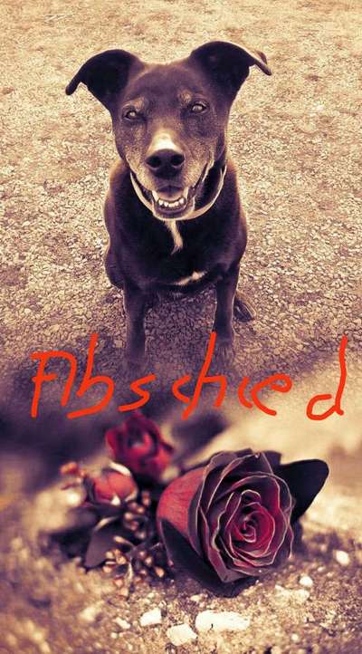 Unsere Fellnasen im Regenbogenland-Beitrag-Bild