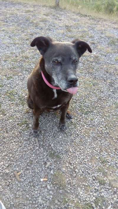 Lustigsten Grimassen von euren Hunden-Beitrag-Bild