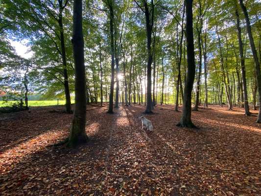 Hundeauslaufgebiet-Naturschutzgebiet Brandheide in Castrop-Rauxel / Recklinghausen-Bild