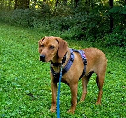 Hundetreffen-Gassirunden-Bild