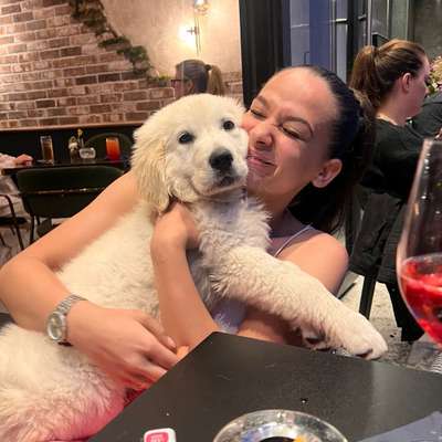 Hundetreffen-Spielkamerad-Bild