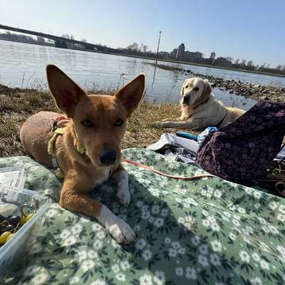 Hundetreffen-Spielgruppe gesucht-Bild