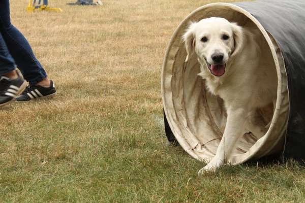 Hundetreffen-Neue Spielfreunde gesucht 🦮-Bild