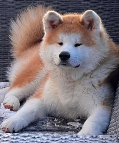 Dogorama Photo Challenge - Portrait-Beitrag-Bild