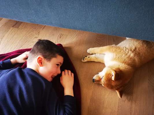 Shiba Inu Erfahrungen?-Beitrag-Bild