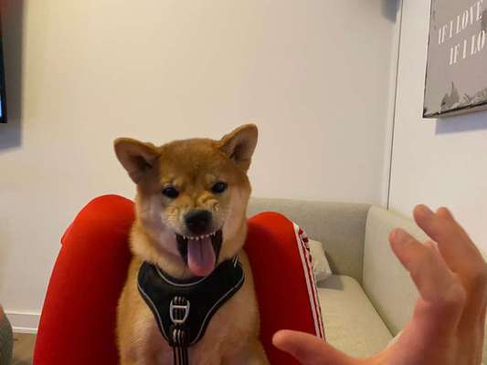 Lustige Grimassen & verrückte Posen-Beitrag-Bild