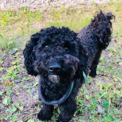 Alles rund um den Pudel-Beitrag-Bild