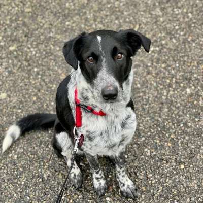 Hundetreffen-Gassirunde - Hunde kennenlernen