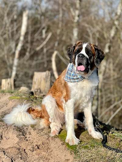 Hundetreffen-lockerer Spaziergang 🐾-Bild