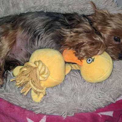 Darf der Hund bei Euch im Bett schlafen?-Beitrag-Bild