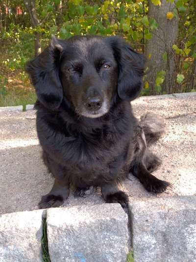 Black dogs are beautiful-Beitrag-Bild