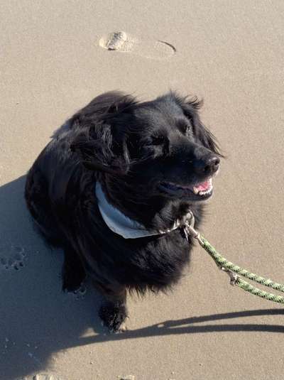 Black dogs are beautiful-Beitrag-Bild