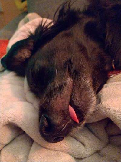 Fotochallenge Nr. 59 - Mein Hund zeigt die Zunge-Beitrag-Bild