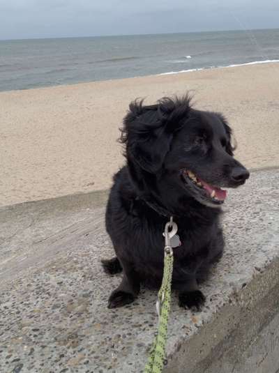 Black dogs are beautiful-Beitrag-Bild