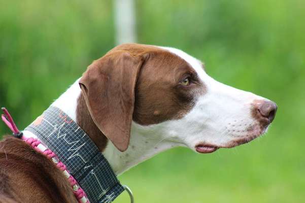 Mischlinge raten - Rätselspaß-Beitrag-Bild