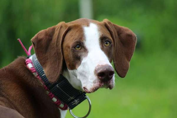 Mischlinge raten - Rätselspaß-Beitrag-Bild