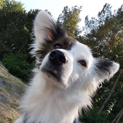 Hundetreffen-Spielen, gern auch Gassirunde-Bild