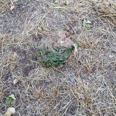 Giftköder-Hackfleisch-Bild