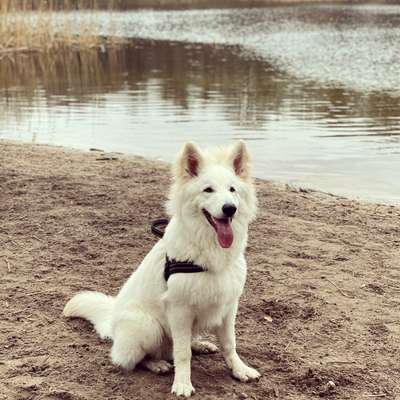 Dogorama-Monats-Challenge-Mai "Wasser"-Beitrag-Bild