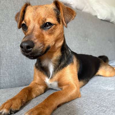 Hundetreffen-Hunderunde (in Wusterwitz)-Bild