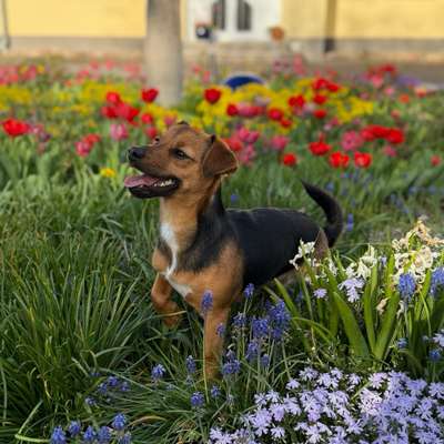 Hundetreffen-Social Walk-Bild