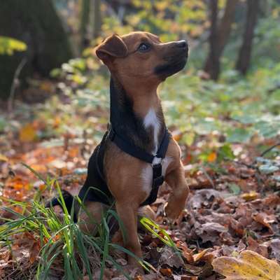 Hundetreffen-Spazieren und Spielen in Wusterwitz (& Umgebung)-Bild