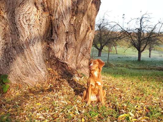 Nova Scotia Duck Tolling Retriever-Beitrag-Bild