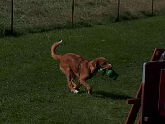 Nova Scotia Duck Tolling Retriever-Beitrag-Bild