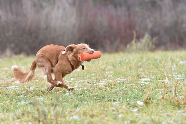Hundetreffen-Dummy-Training Rems-Murr-Bild